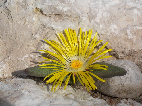 pleiospilos leipoldtii